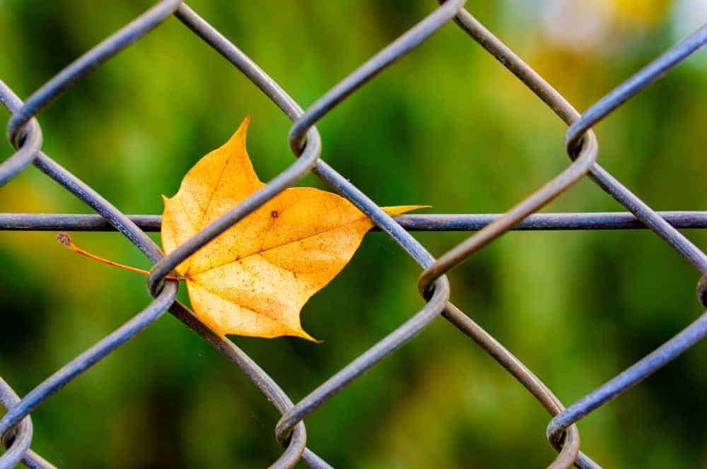 affordable fencing raleigh yard